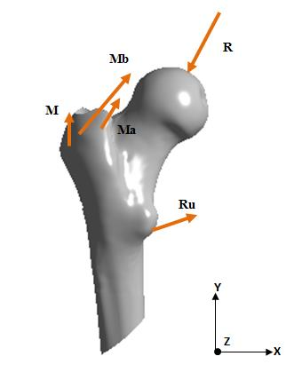 Model obciążenia obciążenie od mas tułowia działające na głowę kości udowej R, siła oddziaływania mięśni odwodzicieli Ma (gluteus minimum), Mb