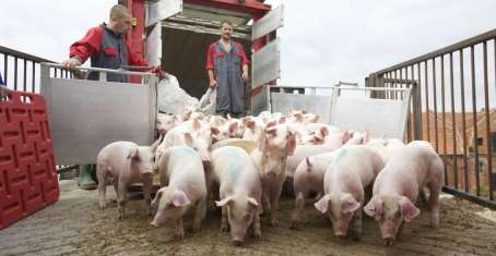 Konsekwencją spadku pogłowia świń w Polsce Jest