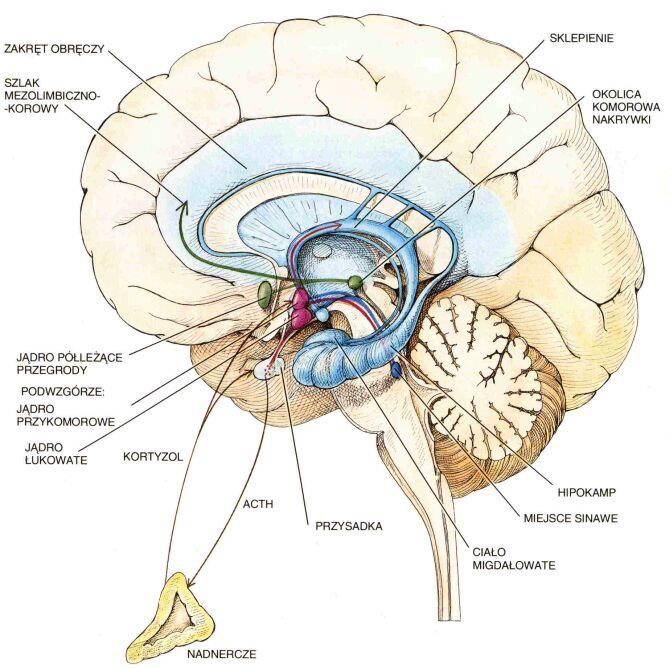 Układ limbiczny i