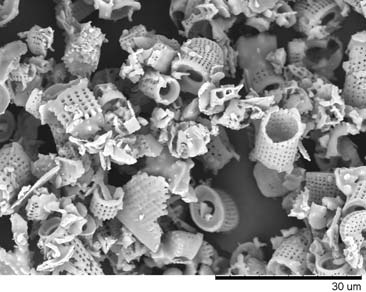 162 M. Wiewióra et al. Diatomaceous earth (Fig. 1), or diatomite, are fossilised remnants of shells of diatoms, which were microscopic unicellular algae living in water several FIGURE 1.
