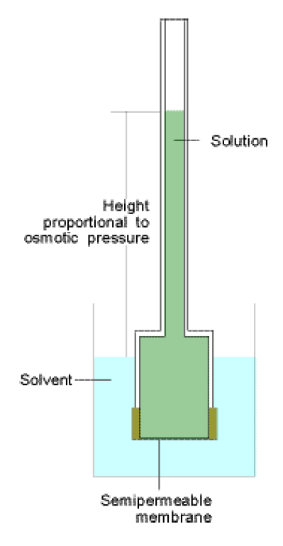 Ciśnienie osmotyczne równoważone jest ciśnieniem hydrostatycznym.