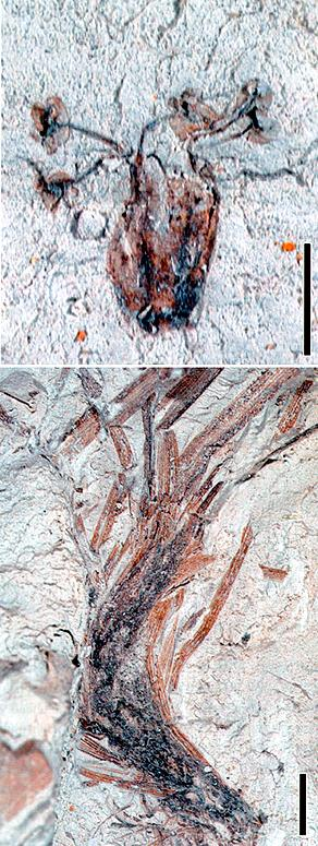 Piperno & Sues (2005) PASZA ostatnich dinozaurów phytolithes baterie zębowe hadrozaura kwiat i kłącze trawy paleocen Tennessee 50 Ma krzemionkowe fitolity