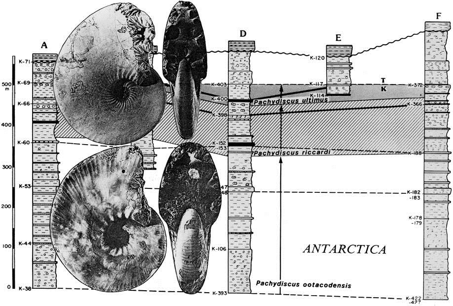 KONIEC KREDY w Antarktyce planktonowe otwornice amonity Pachydiscidae Kerguelen Plateau Antarktyka Seymour Island w wysokich