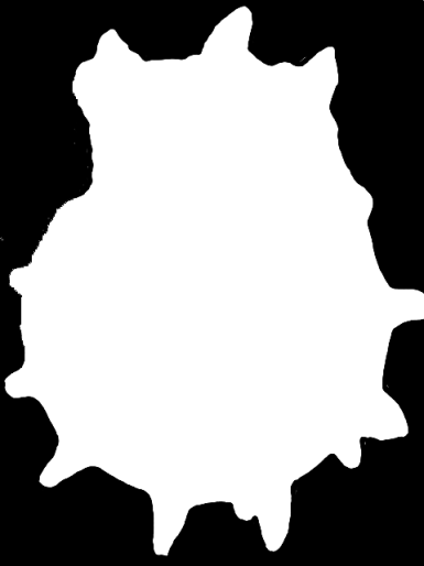 KONIEC AMONITÓW w tropikach Ward et al.