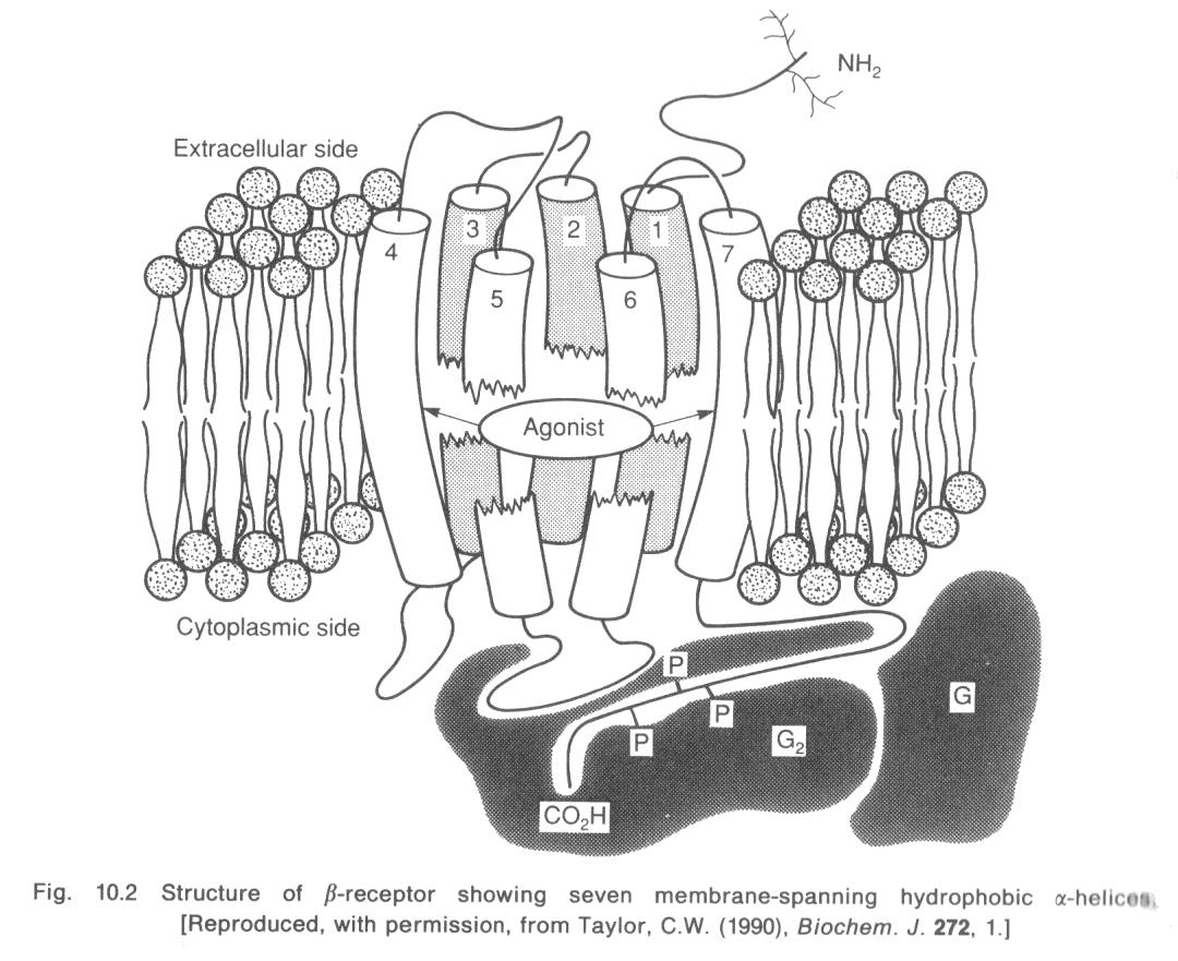 Receptory adrenergiczne związane są z białkiem G Siedem helis transbłonowych,
