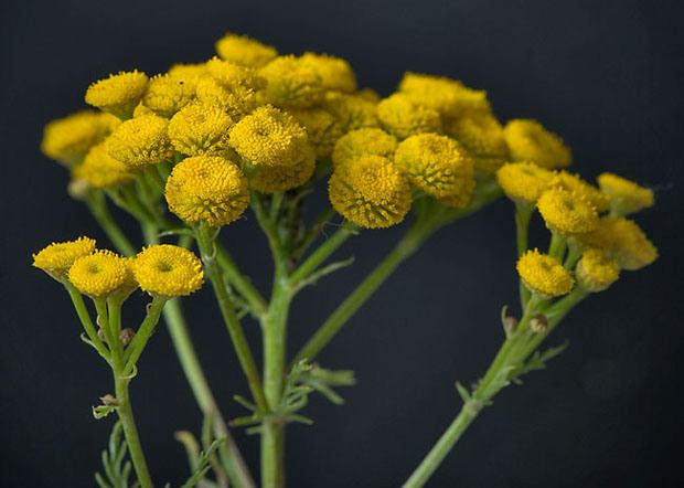 Kochani, zbierajmy zakazany w UE wrotycz (Tanacetum vulgare). Skutecznie zwalcza wszelkie pasożyty, odstrasza muchy, komary i kleszcze Opis botaniczny Roślina wieloletnia dorastająca do 120 cm wys.