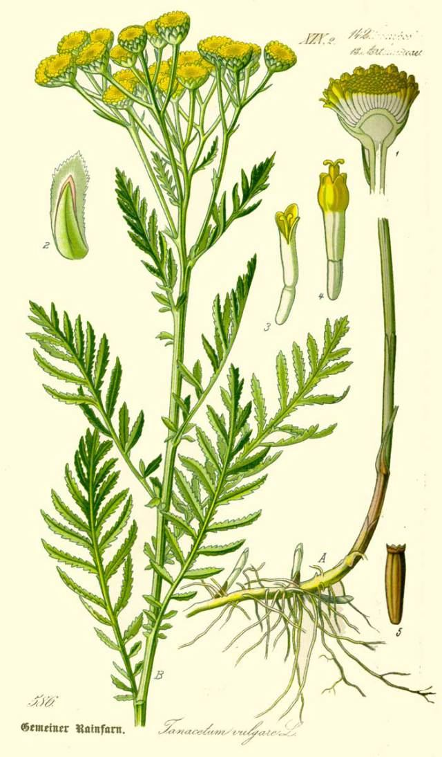 Surowiec Surowcem jest ziele, kwiat wrotyczu (Flos tanaceti) syn. koszyczek wrotyczu (Anthodium Tanaceti), liść i owoc wrotyczu Herba, Flos, Folium et Fructus Tanaceti.