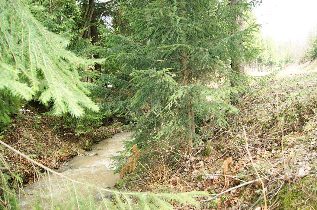 16 Olcha czarna Alnus glutinosa 15 5 17 Świerk sitkajski Picea sitchensis pień - 18 Jodła pospolita Abies alba 120 38 19 Wierzba wiciowa Salix viminalis 40 13 20 Wierzba wiciowa