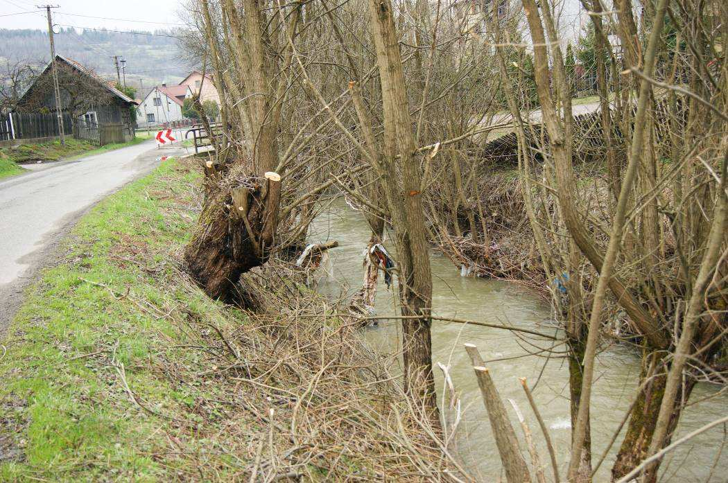 17 Wierzba wiciowa Salix viminalis Skupisko (50) 16 18 Świerk sitkajski Picea sitchensis 15 5 19 Wierzba wiciowa Salix viminalis 100 32 20 Wierzba wiciowa Salix viminalis 100 32 Drzewa przeznaczone