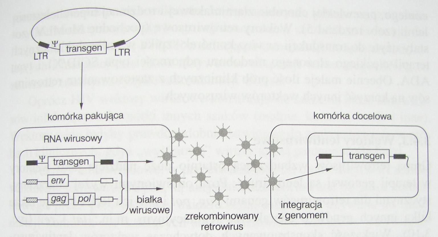 Metody wprowadzania zrekombinowanego DNA do komórek zwierzęcych i ludzkich: Dominują metody biologiczne które są najbardziej skuteczne - transfekcja z użyciem zrekombinowanych wektorów wirusowych tj.