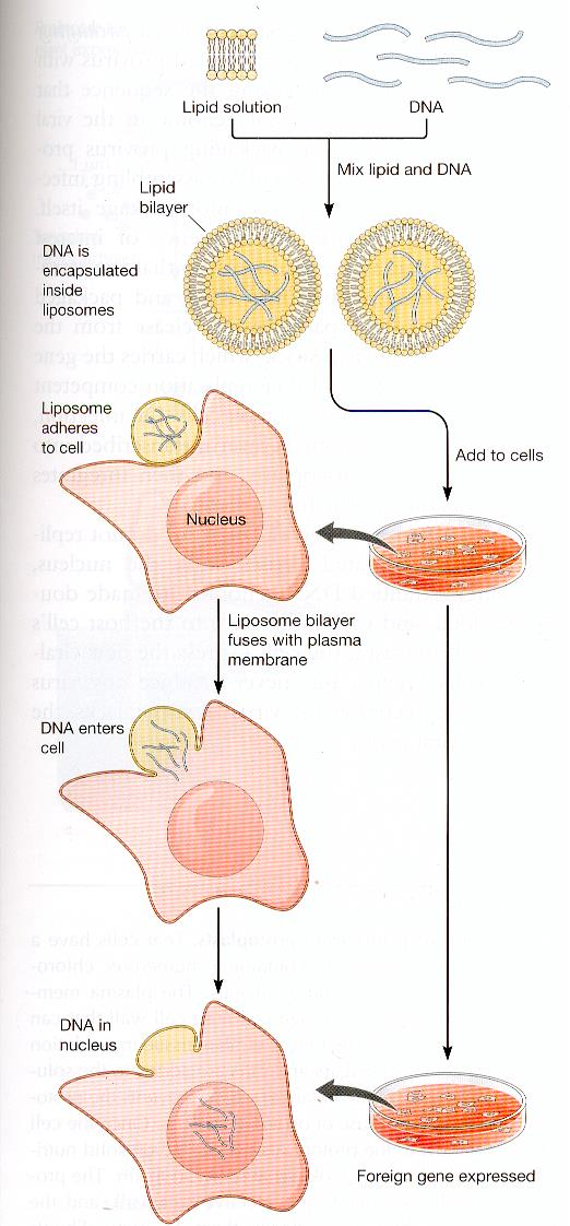Wykorzystanie liposomów i lipopleksów lipofekcja najczęściej ze względu na ograniczoną pojemność liposomów wprowadza się DNA bezwektorowo Liposomy to drobne syntetyczne pęcherzyki lipidowe.