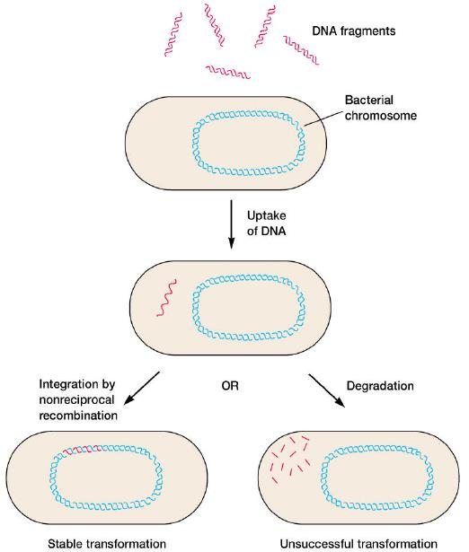 Zdolność transformacji bakterii zależy od tzw. stanu kompetencji Stan naturalnej kompetencji uwarunkowany jest genetycznie. W takiej transformacji najlepiej pobierany jest liniowy natywny ds DNA.