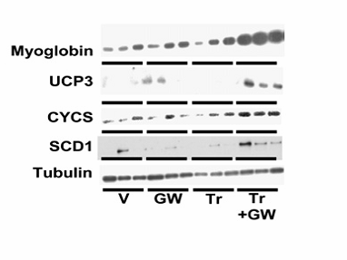 fatty acid uptake (Cd36, Lpl) (C) biomarkers Protein