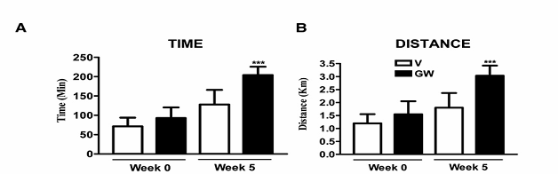 Running endurance was tested in V-(open bars) and GW- (black bars)