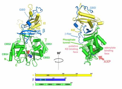 What might be the molecular interface between mechanical exercise and PPARd transcription?