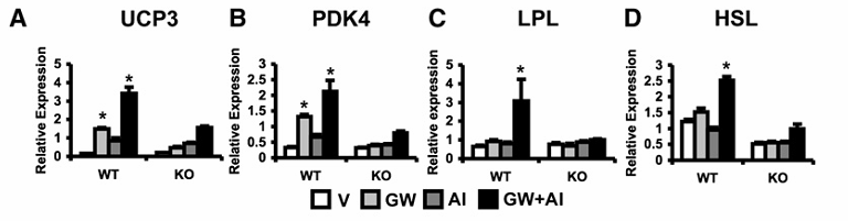 Expression of metabolic genes in wild-type and PPARd