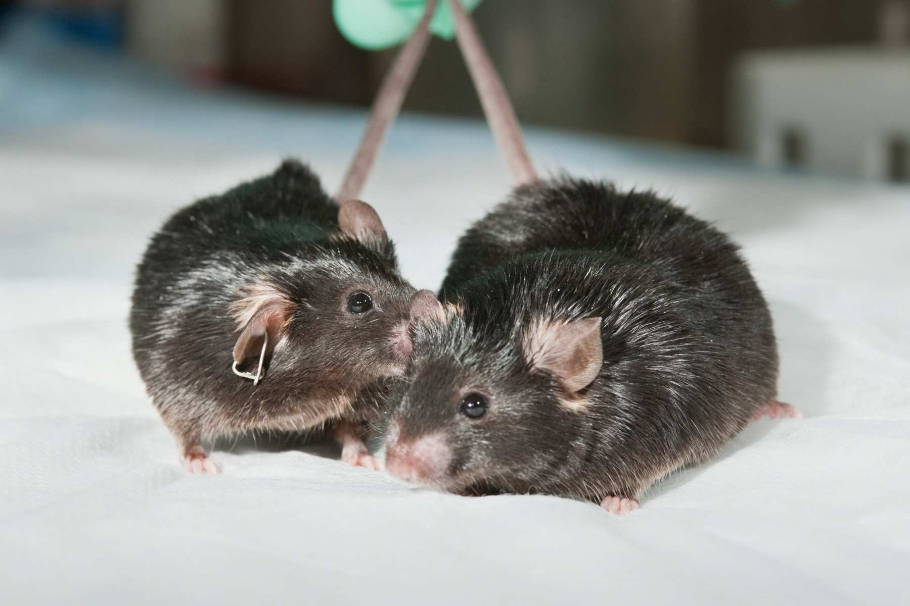 Both mice were fed high-fat diets for several months.