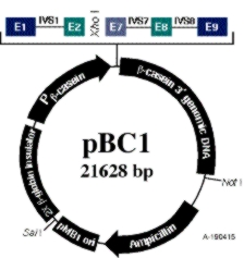 Uk lad zwierz ecy - pbc1 + Mus musculus Uk lad jest oparty na silnym, tkankowo specyficznym promotorze koziej β- kazeiny. Promotor ten jest aktywny wy l acznie w gruczole mlecznym w okresie laktacji.