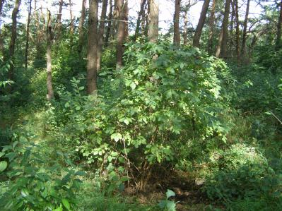 Fot. 198 Płat boru od strony zachodniej. Stan z dnia 2006.06.26 Fot. 199 Kącik wypoczynkowy od strony południowo-wschodniej. Stan z dnia 2010.06.07 Fot. 200 Fundamenty w środkowej części powierzchni.