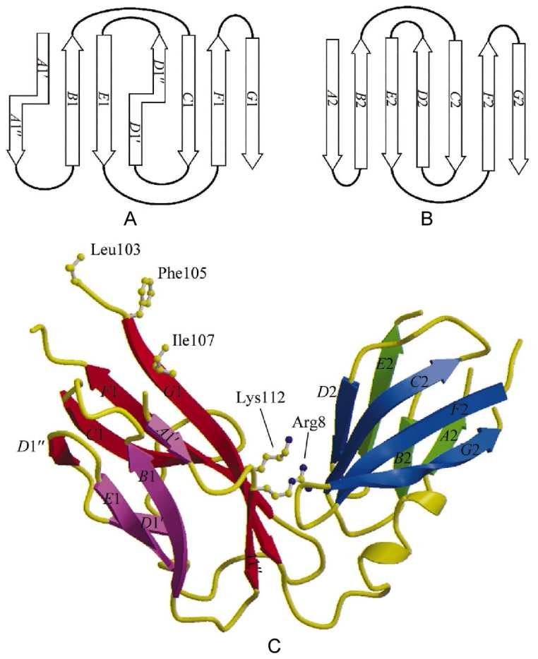 donorowej G1 białka opiekuńczego. Jest to tak zwana kotwica argininowo-lizynowa (Zavialov et al 2003).