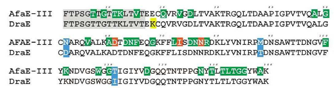Rys. 15. Porównanie sekwencji aminokwasowych AfaE-III i DraE. Różnice w sekwencjach białek zaznaczono kolorem niebieskim. Nić donorową Gd zaznaczona jest kolorem szarym.