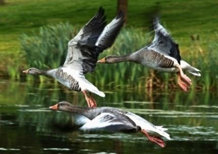 Dla turystów - świat zwierząt Park Narodowy Ujście Warty 8.