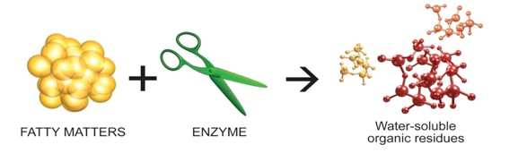 2. Enzymy Enzymy transformują materię organiczną w małe, łatwo wypłukiwalne cząsteczki.
