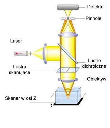 Zasada działania mikroskopu konfokalnego Promień lasera pada na lustro dichroiczne o selektywnym odbiciu fal świetlnych Wiązka przechodzi przez lustra skanujące, które dzięki minimalnym ruchom