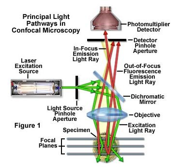 http://www.microscopyu.com/articles/confocal/confocalintr obasics.html Mikroskopia konfokalna ma wiele zalet w porównaniu z konwencjonalną mikroskopią optyczną.