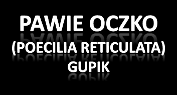 POCHODZENIE: stojące wody Trynidadu, Wenezueli, Gujany, północnej Brazylii WYMAGANIA: - temperatura: 20-23 C - ph