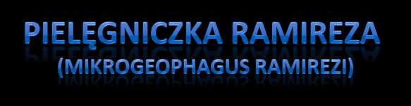 POCHODZENIE: północna część Ameryki Południowej WYMAGANIA: - temperatura: 22-27 C - ph wody: ok.