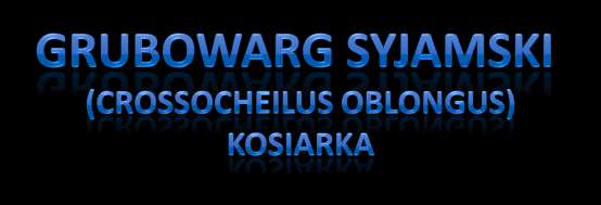 POCHODZENIE: Azja Południowo- Wschodnia WYMAGANIA: - temperatura: 22-26 C - ph wody: ok.