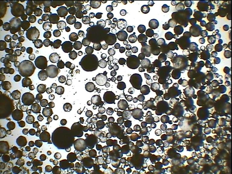 Fig. 10. Widok mikrosfer omega SG Wyniki pomiarów dla mikrosfer F500 i omega SG są prawie podobne, tylko mikrosfery F150 mają mniejszy zakres wymiarów i więcej drobnych zanieczyszczeń.