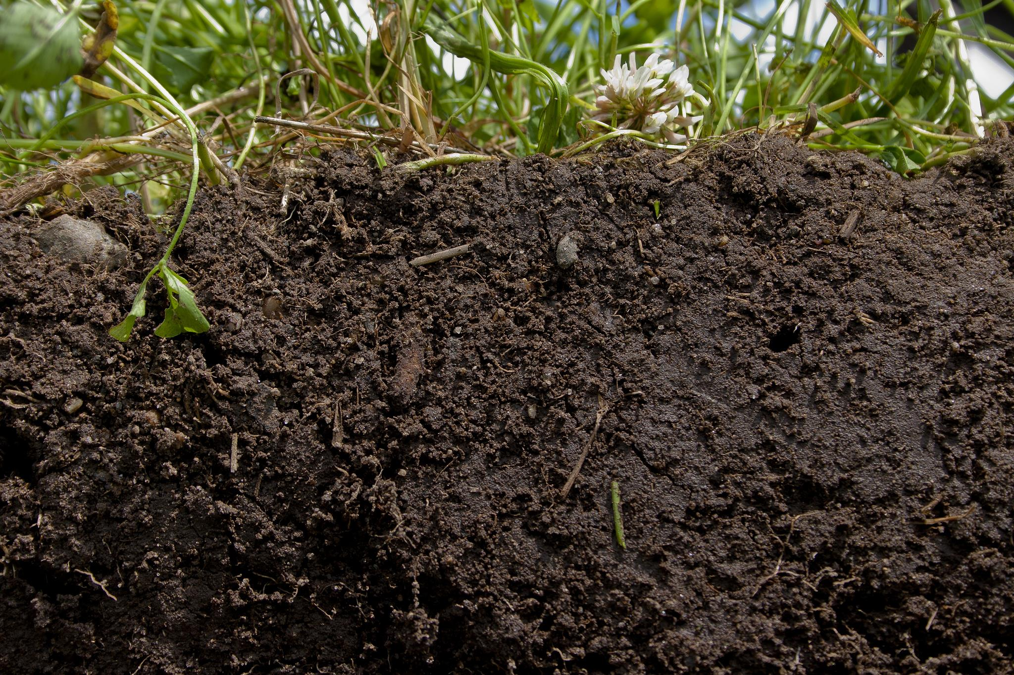 Regenerative agriculture - rolnictwo, które pozwala przywrócić glebie jej dobry stan.