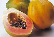 Papaja Carica papaya