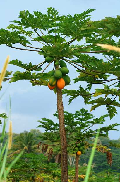 Owocowanie: W dobrych warunkach można z jednej rośliny zebrać w ciągu roku 80 kg owoców.
