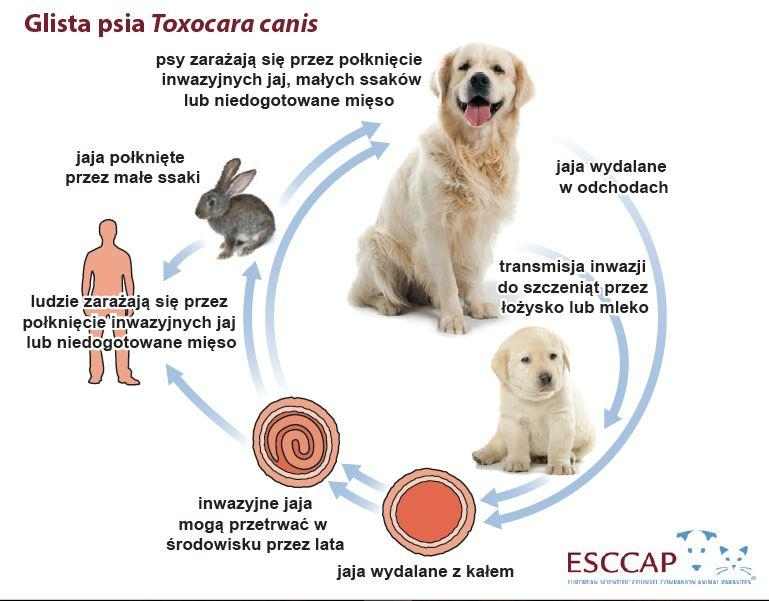 Dorosłe psy zarażają się połykając inwazyjne jaja ze