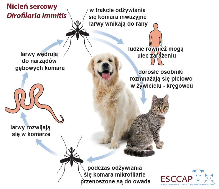 Nicień występujący w tkance podskórnej