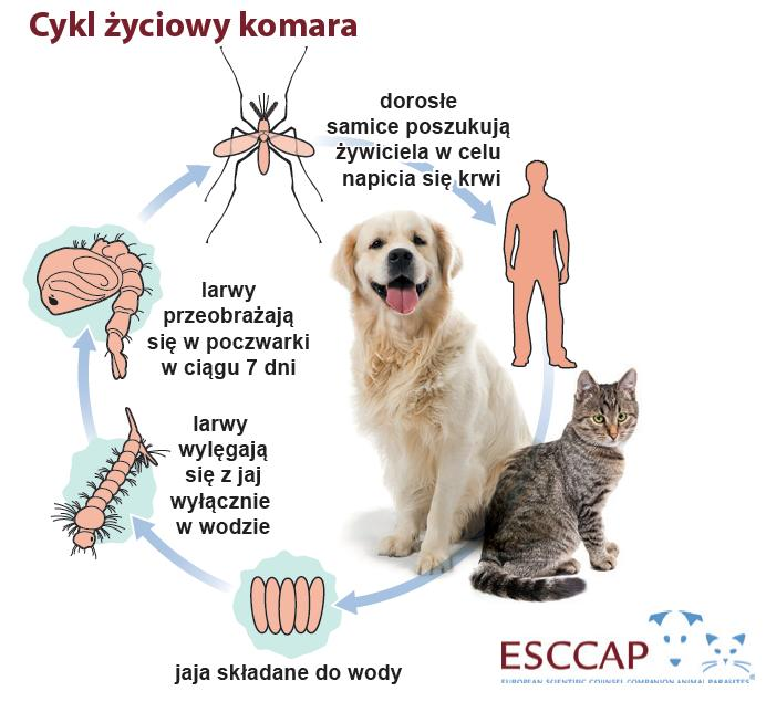 Komary Samice komarów atakują ludzi i zwierzęta w celu pobrania krwi.