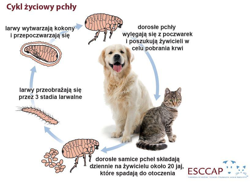 Pchły Infestacja dużą liczbą pcheł może prowadzić do niedokrwistości u zwierząt.