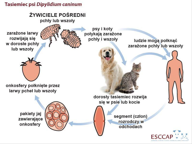 Pchły mogą przenosić tasiemca (tzw.