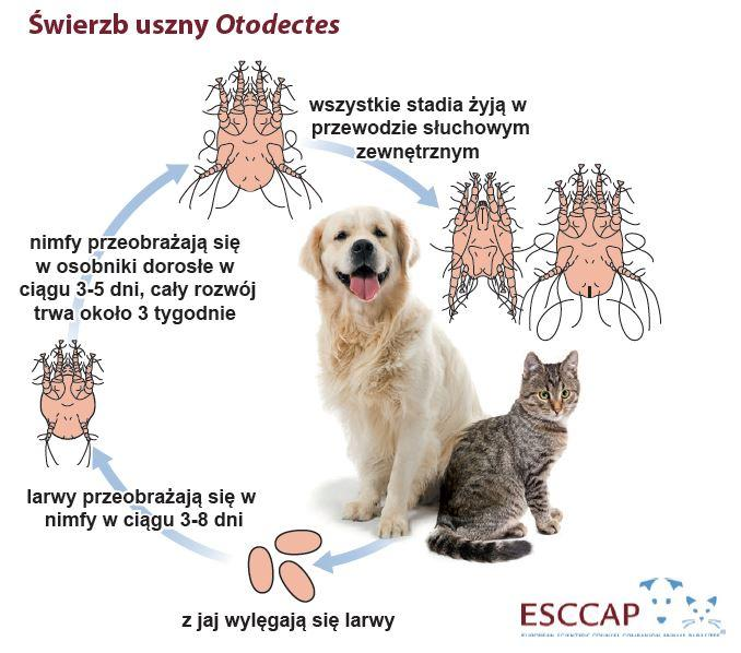 Świerzbowce (Roztocze, Pajęczaki) wywołują zmiany