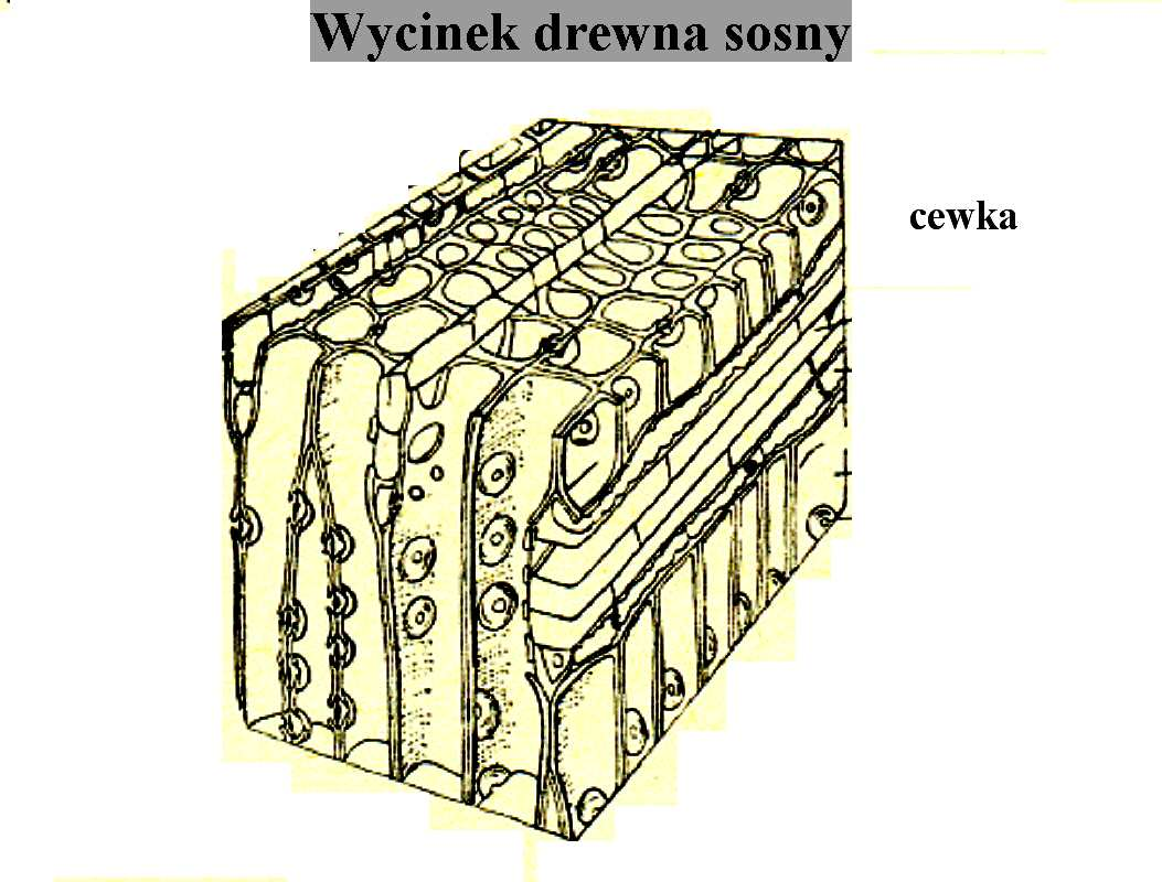 Materiały biomimetyczne tworzywa otrzymane przez przekształcenie z