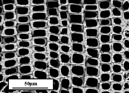 Materiały biomimetyczne Drewno Węgiel Dehydratacja