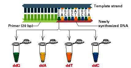 Sekwencjonowanie DNA: metoda Sangera