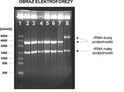 1. standard masy cząsteczkowej RNA (RNA Lader High Range, MBI Fermentas) warunki hodowli aktywność arginazy 2. wt MM 0,2 3. wt MM + arginina 1,8 4. arca d 47 MM 1,9 5. arca d 47 MM + arginina 2,1 6.