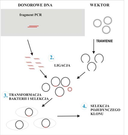 Klonowanie fragmentu PCR na bakteryjnym wektorze plazmidowym 1. Reakcja PCR na matrycy całkowitego DNA drożdżowego 2.