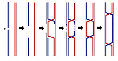 Dysrupcja genów w drożdżach U drożdży występuje bardzo wydajna rekombinacja homologiczna. Zjawisko to polega na wymianie fragmentów nici DNA o podobnej sekwencji.