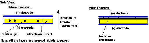 Transfer kapilarny
