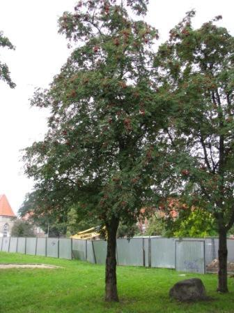 13. Dopasuj rysunki owoców oraz nazwy drzew do odpowiednich liści. (12 pkt.